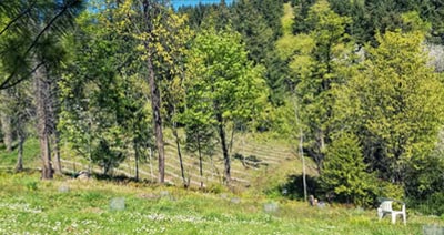 Black Owl Farm Overlook